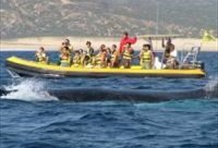 Whale Watching on a Zodiac Boat